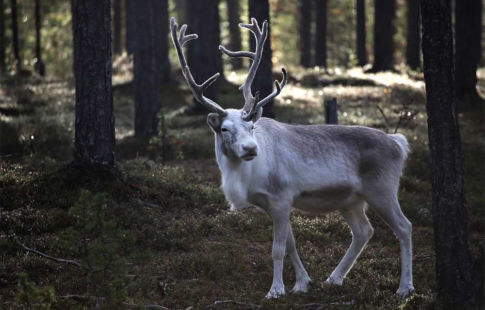 Saami reindeer experience