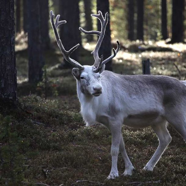 Saami reindeer experience